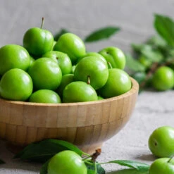 Green Gage Plum -Plant Seed Store Green Gage Plum 2