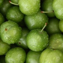 Green Gage Plum -Plant Seed Store Green Gage Plum 4