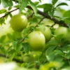 Green Gage Plum -Plant Seed Store Green Gage Plum 600x600 f3677a03 8f2c 4aed a91d 6b51be46e619