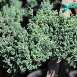 Green Mound Juniper Topiary 7 Green Mound Juniper Topiary -Plant Seed Store Green Mound JUniper 3 FGT 95b457e9 9712 4329 b324 05ec99fb2809