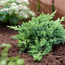 Green Mound Juniper 8 Green Mound Juniper -Plant Seed Store Green Mound Juniper 3 FGT