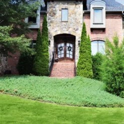 Green Mound Juniper 9 Green Mound Juniper -Plant Seed Store Green Mound Juniper 4