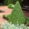 Green Mountain Boxwood Shrub -Plant Seed Store Green Mountain Boxwood FTG 600x600 3a2040a9 99c9 4feb 877a 60d667b84286
