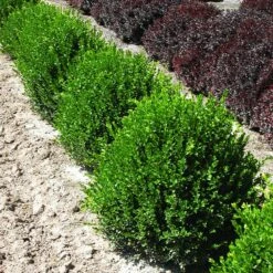 Green Velvet Boxwood Shrub -Plant Seed Store Green Velvet Boxwood 2