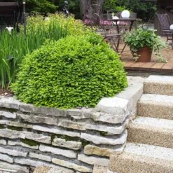 Green Velvet Boxwood Shrub -Plant Seed Store Green Velvet Boxwood 4 FGT