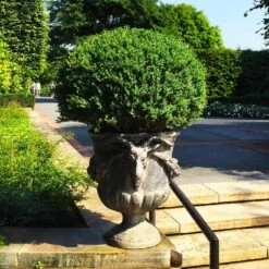Green Velvet Boxwood Shrub -Plant Seed Store Green Velvet Boxwood 5