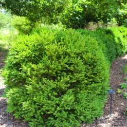 Green Velvet Boxwood Shrub -Plant Seed Store Green Velvet Boxwood 7