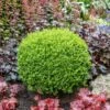 Green Velvet Boxwood Shrub -Plant Seed Store Green Velvet Boxwood FGT 600x600 2f593c96 f544 42e3 b399 d01f27d79900