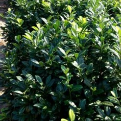 Greenfinity Cherry Laurel -Plant Seed Store Greenfinity Laurel 2