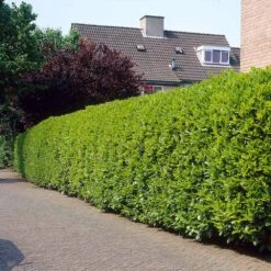 Greenfinity Cherry Laurel -Plant Seed Store Greenfinity Laurel 3 FGT