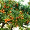 Hamlin Sweet Orange Tree -Plant Seed Store Hamlin Orange FGT 600x600 6b2410e4 cdd2 4121 85d6 6a5985009e41