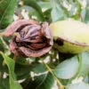 Hardy Pecan -Plant Seed Store Hardy pecan FGT 600x600 e00b4782 e4b1 41dd a9a1 1a9a9e073bb8