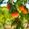 Harvester Peach Tree - USDA Organic -Plant Seed Store Harvest Peach Tree FGT 600x600 61008ff3 adc5 4c69 b7f1 6dad7fb410c0