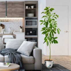 Smoothie Kit -Plant Seed Store Hass Avocado 1 FGT