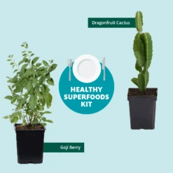 Goji Berry -Plant Seed Store Healthy Superfoods Kit Graphic ceafb56f 8262 49e7 9792 ea28ea2e548e