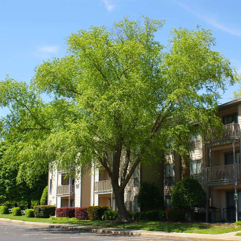 Heritage® River Birch 5 Heritage® River Birch - Image 3