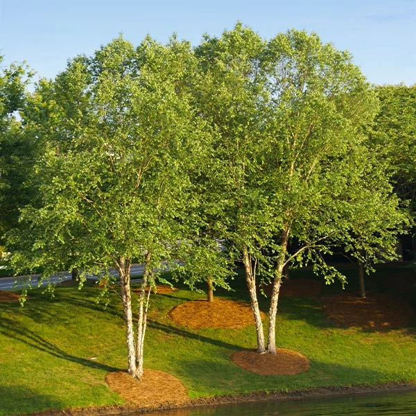 Heritage® River Birch 3 Heritage® River Birch