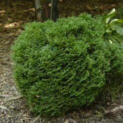 Hetz Midget Thuja Shrub -Plant Seed Store Hetz Midget Thuja 1