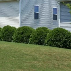 Hetz Midget Thuja Shrub -Plant Seed Store Hetz Midget Thuja 6