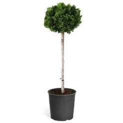 Dwarf Hinoki Cypress Tree -Plant Seed Store Hinoki Cypress Standard 1