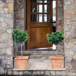 Dwarf Hinoki Cypress Tree -Plant Seed Store Hinoki Cypress Standard 2 6bc85b90 3eec 439f 92d1 ae3e8dfe164a