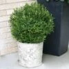 Gem Box® Holly Shrub -Plant Seed Store Holly Gem Box FGT 600x600 c7245634 5435 4fd3 8af4 9df9d91e4414