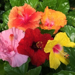 Bloom Bash® Hollywood® Hibiscus 12 Bloom Bash® Hollywood® Hibiscus -Plant Seed Store Hollywood Hibiscu BLoom Bash 2