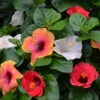 Bloom Bash® Hollywood® Hibiscus -Plant Seed Store Hollywood Hibiscu BLoom Bash 3