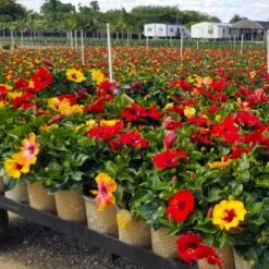 Bloom Bash® Hollywood® Hibiscus 11 Bloom Bash® Hollywood® Hibiscus -Plant Seed Store Hollywood Hibiscu BLoom Bash 4