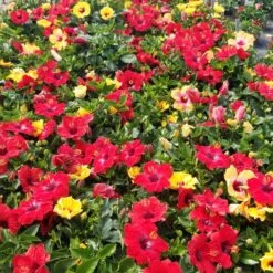 Bloom Bash® Hollywood® Hibiscus 13 Bloom Bash® Hollywood® Hibiscus -Plant Seed Store Hollywood Hibiscu BLoom Bash 5