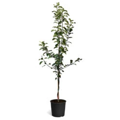 Honeycrisp™ & McIntosh Twisted Apple Tree