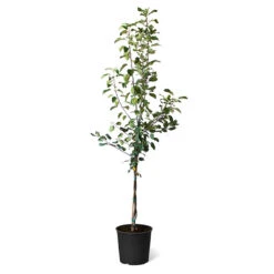 Plant Seed Store 31 Honeycrisp™ & Sweet Sixteen Twisted Apple Tree
