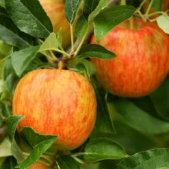 Honeycrisp™ & Sweet Sixteen Twisted Apple Tree -Plant Seed Store Honeycrisp Apple 1 FGT efb35668 b4ca 45ab bd02 64faf523a0bc