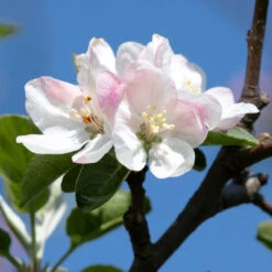 Apple Pollinator Pack -Plant Seed Store Honeycrisp Apple 2 BB