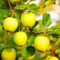 Honeygold Apple Tree -Plant Seed Store Honeygold Apple 7