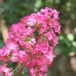 Hopi Crape Myrtle -Plant Seed Store Hopi Crape Myrtle 1