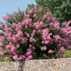 Hopi Crape Myrtle -Plant Seed Store Hopi Crape Myrtle 5