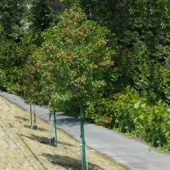 Hot Wings® Maple Tree 10 Hot Wings® Maple Tree -Plant Seed Store Hot Wings Tartarian Maple 1