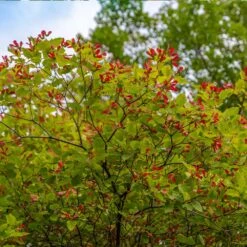 Hot Wings® Maple Tree 11 Hot Wings® Maple Tree -Plant Seed Store Hot Wings Tartarian Maple 3