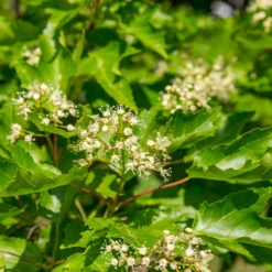 Hot Wings® Maple Tree 13 Hot Wings® Maple Tree -Plant Seed Store Hot Wings Tartarian Maple 5