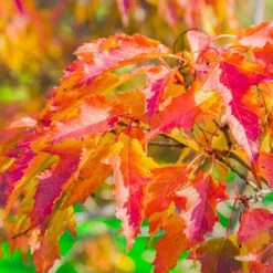 Hot Wings® Maple Tree 12 Hot Wings® Maple Tree -Plant Seed Store Hot Wings Tartarian Maple 6 FGT
