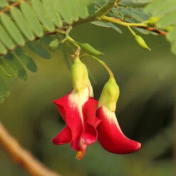 Red Hummingbird Tree (Sesbania Grandiflora) -Plant Seed Store Hummingbird Tree 5 FGT
