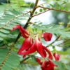 Red Hummingbird Tree (Sesbania Grandiflora) -Plant Seed Store Hummingbird Tree FGT 600x6007 b68c261a 4975 472f 9834 447c6834b8ef