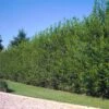 Willow Hybrid Tree -Plant Seed Store Hybrid Willow 2