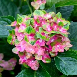 Pistachio Hydrangea Shrub 8 Pistachio Hydrangea Shrub -Plant Seed Store Hydrangea Pistachio 2