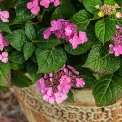 Endless Summer® Pop Star® Bigleaf Hydrangea 10 Endless Summer® Pop Star® Bigleaf Hydrangea -Plant Seed Store Hydrangea Pop Star 1