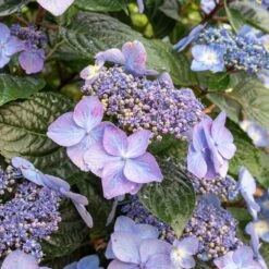 Endless Summer® Pop Star® Bigleaf Hydrangea 11 Endless Summer® Pop Star® Bigleaf Hydrangea -Plant Seed Store Hydrangea Pop Star 2