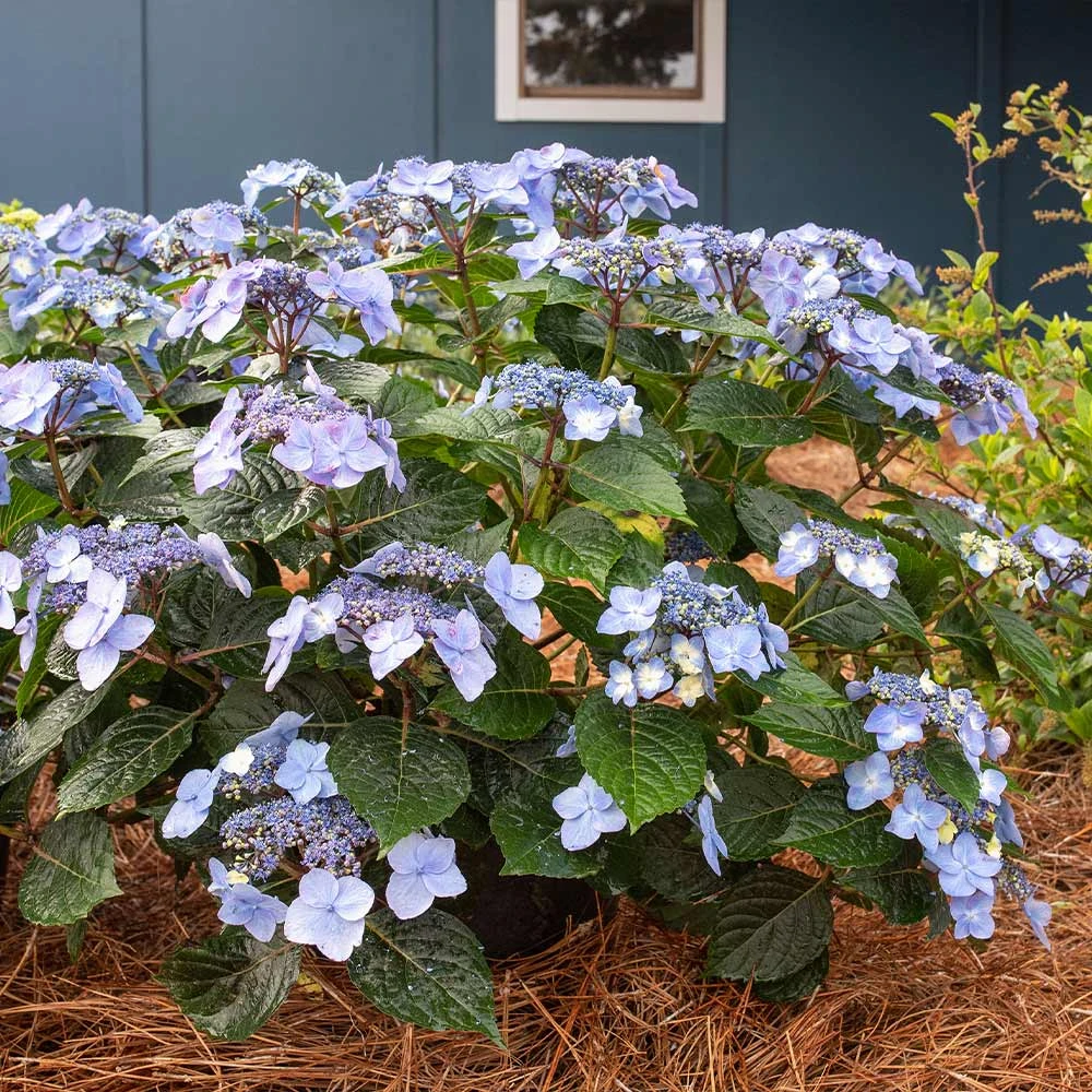 Endless Summer® Pop Star® Bigleaf Hydrangea 5 Endless Summer® Pop Star® Bigleaf Hydrangea - Image 3