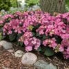 Endless Summer® Pop Star® Bigleaf Hydrangea -Plant Seed Store Hydrangea Pop Star FGT 600x600 0c83e550 fcaf 4086 b2ff 076f1346bce2
