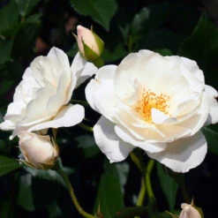 Iceberg Rose Tree 7 Iceberg Rose Tree -Plant Seed Store Iceberg Roses 1 FGT 401b5cfd f74e 47cf 8dd3 13db8095f5b6
